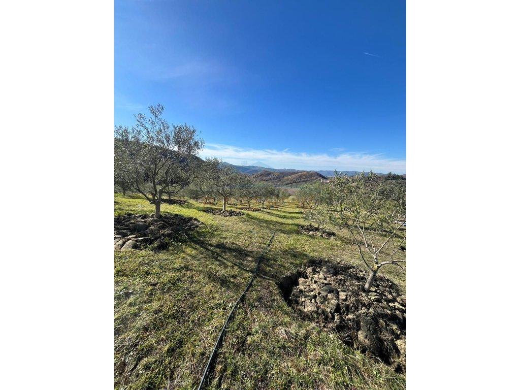 For sale, Arable Land, Picallë.